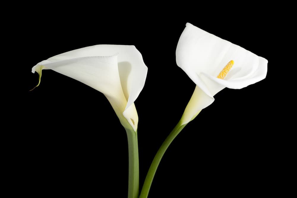 Banner Default Background