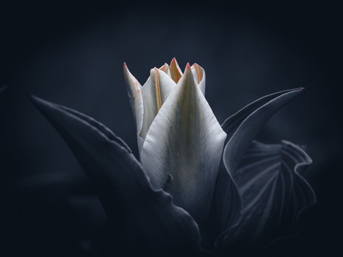 Banner Default Background