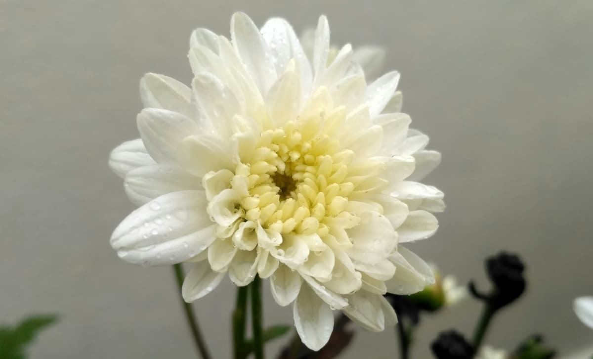 Banner Default Background